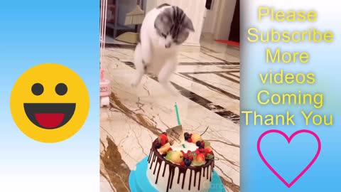 🤣😂Funniest Cat Vids 2021🤡Best Clips That will Make You Laugh !