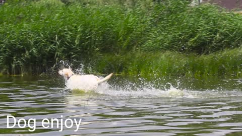 A dog start Swimming and playing