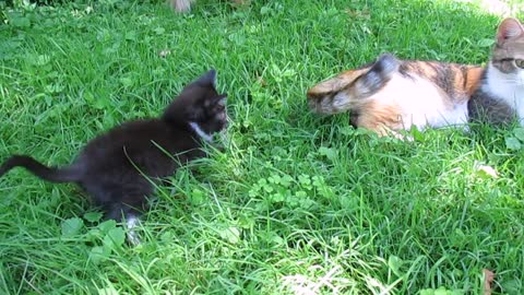 Curious kitten plays with mom's wagging tail