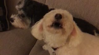 Dogs sing along to music