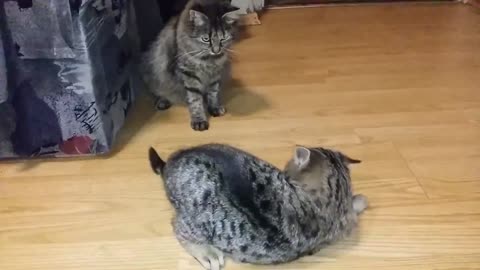 Cute funny playing cats