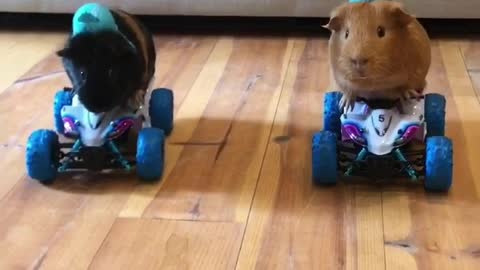 Guinea pigs take their four wheelers for a ride