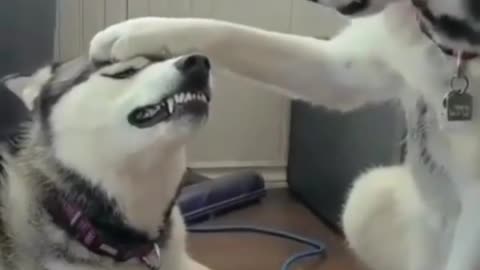 Husky Vs Husky Fight