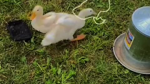 The ducklings kept at home are running around with great vigor.