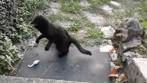 cat is playing with a white toy mouse