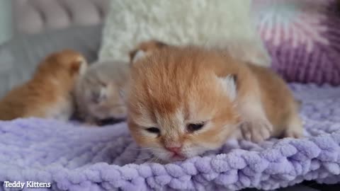 9th day after birth- Bassy and her fluffy babies.