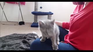 Kitten Can't Stop Chasing Her Reflection In Camera