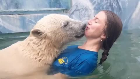 Polar bear bathes