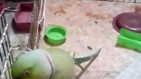 Parrot's unique voice