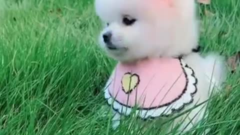 Cute and funny dog