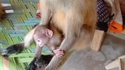 Cute baby monkey with mother || bandar Share mama/bandar mama pahan pajama