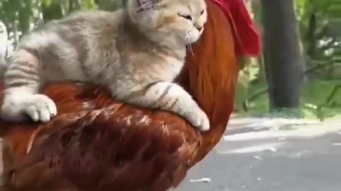 A cat riding on a cock hhh #funny video