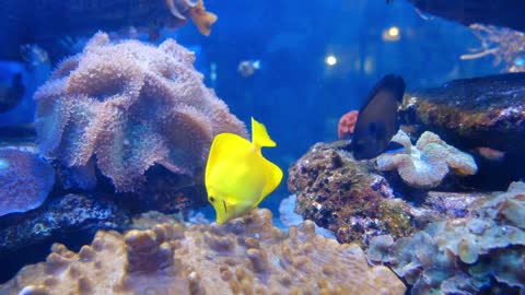 Video de un acuario natural con peces de exóticos colores.