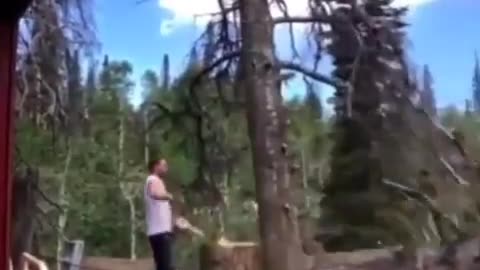 Man funny fall when the tree falling after cut down