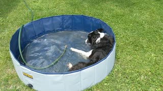 Admiral Nelson the border collie enjoys a swim after playing frisbee