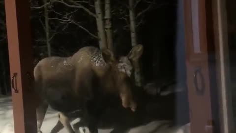 Moose Walks up to the Window at Moose Manor