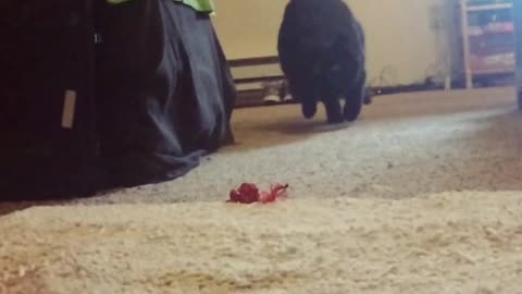 Black cat jumps across room to get leaf on tan carpet