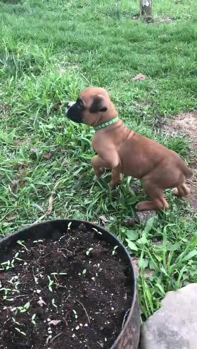 Phoenix Ridge Boxers Playtime outside!