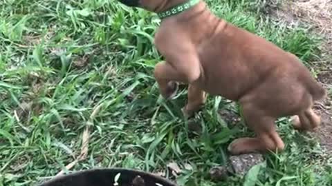 Phoenix Ridge Boxers Playtime outside!