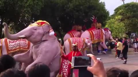The dance of the baby elephant steals our hearts