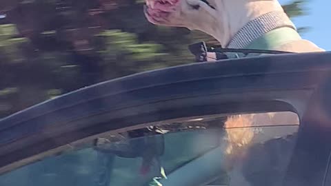 Floppy Doggo Enjoying Fast Car Ride