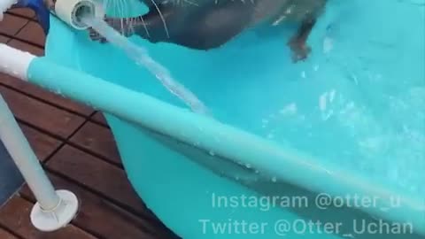 Otters cant With to Swim in New Pool
