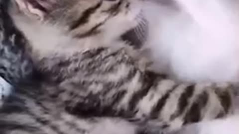 Beautiful cat 🐈‍⬛ trending video