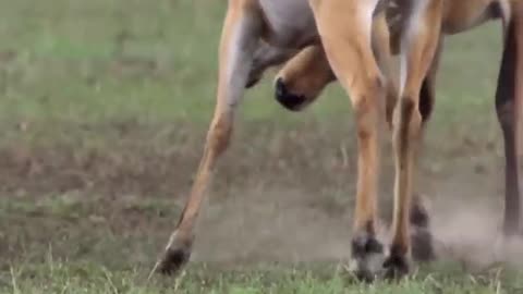 fighting antelope