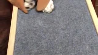 Dog slide