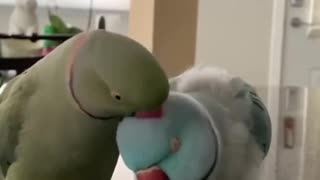 Parrots conversation with kissing