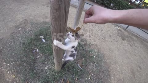 Can this cat climb to the latter?