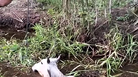 Rescuing A Cow In The Mud