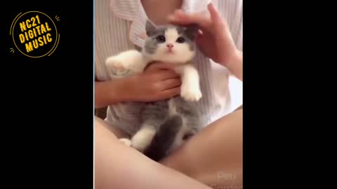 Funny Videos of Dogs, Kittens, Other Animals 004