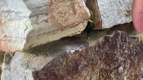 Huge Centipede Hides in Rock Wall