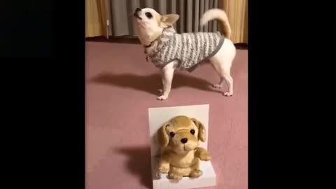 Cute And Funny Pets 7