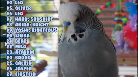 Male Names For Your Parrot