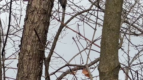 Red-Bellied woodpecker clips 😍