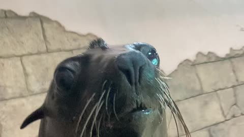 Sea Lion Smile