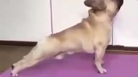 Pug loves yoga