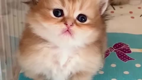 Adorable Kittens #shorts #kitten #catvideos