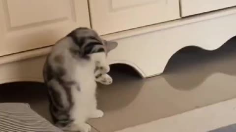 Two cute kittens are fighting, the big cat is ignoring.