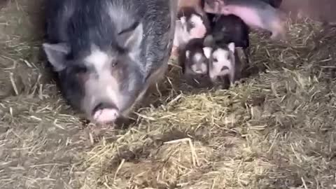 Mama Pig Protective of Piglets