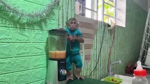 funny monkey baby video