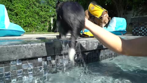 Teaching My Dogs How To Swim