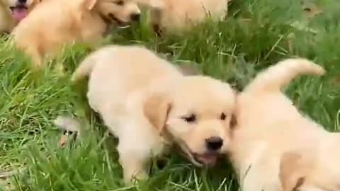 Super Funny dogs and puppies Videos 🐕😂🐕