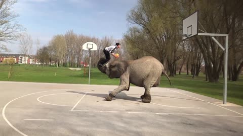 Elephant Helps Guy Dunk Basketball