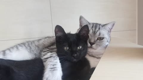 The cat brothers are lying together and grooming.