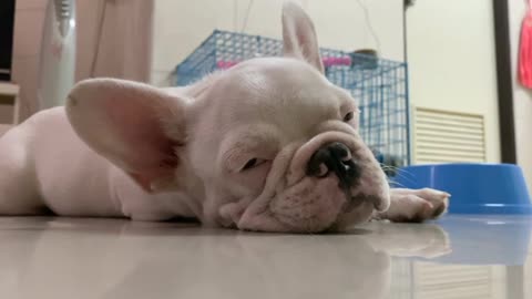 Sleepy French Bulldog