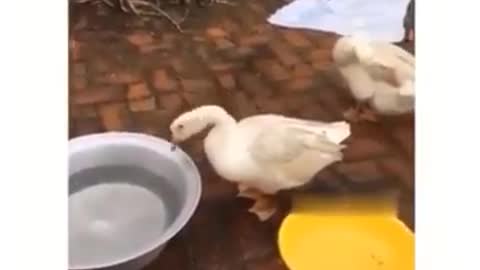 Funniest Animals 🐧 - Funny animal videos can't help but laugh 2021 😁 - Cutest Animals Ever