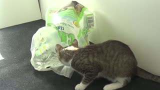 Cute Little Cat Plays in a Plastic Bag